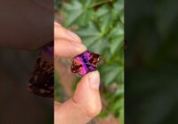 New Gems Just Dropped on MoreGems.com! #gemstonejewelry #tanzanite #gemstones #jewelry