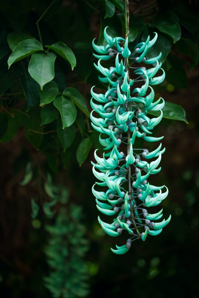Why Do Asians Wear Jade?