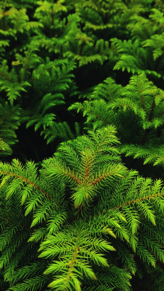 GEMXX Corporation Forecasts Remarkable Growth in Indias Gemstones and Gold Markets